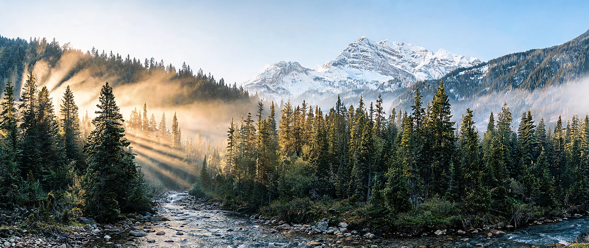 Golden Light Over Misty Pine Forest