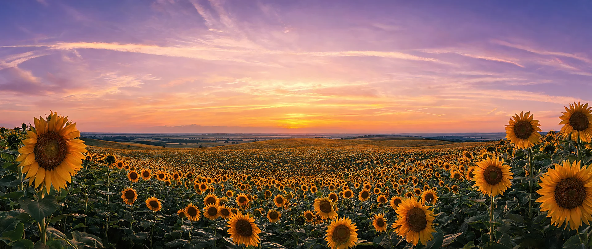 Sunflower Field Sunset Radiance 2560x1080 Background