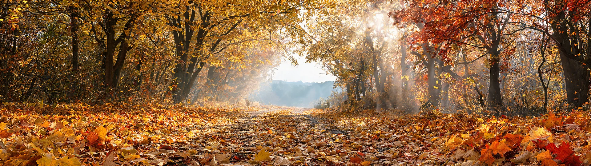 Autumn Maple Tunnel Glowing Mist