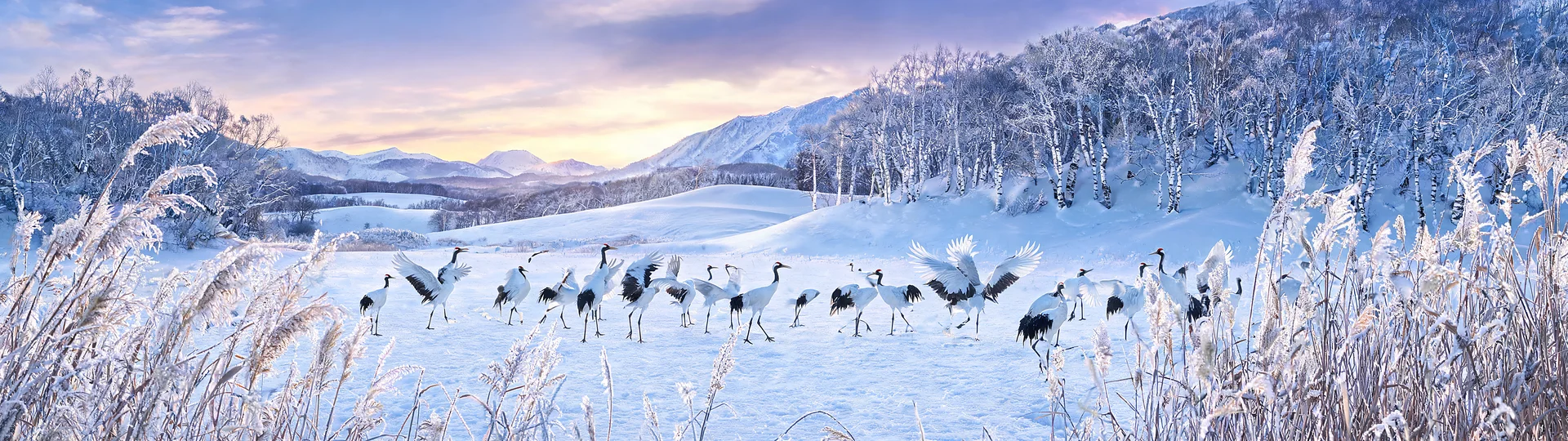 Hokkaido Snow Cranes Sunrise Dance