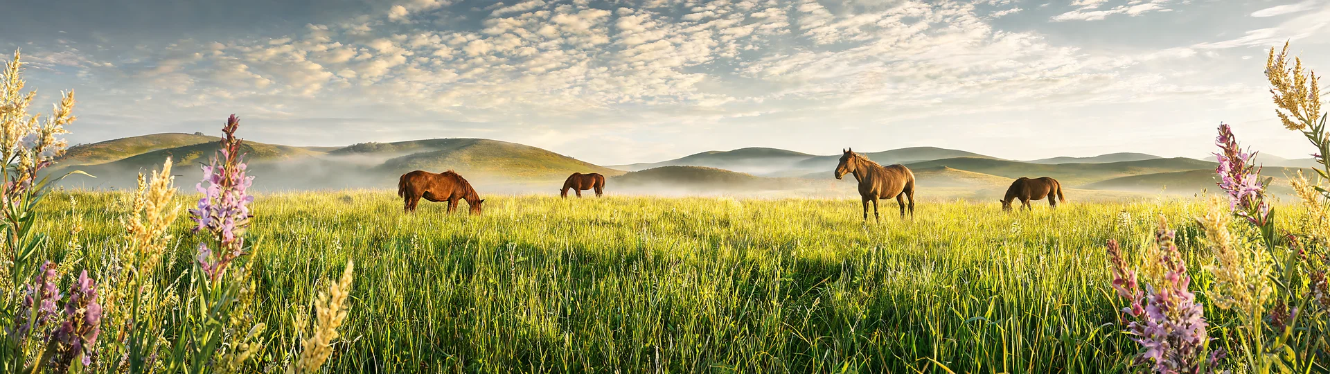 Sunlit Steppe Wild Horses 49 inch Ultrawide Wallpaper
