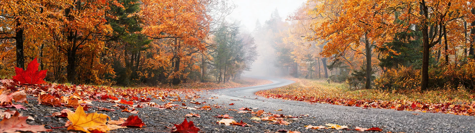 Autumn Road Through Misty Forest