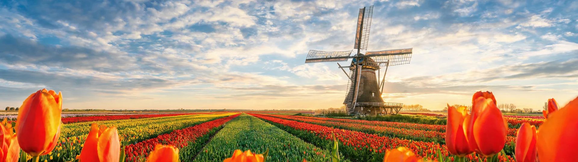 Windmill and Tulip Dawn Vista 7680x2160 Monitor Wallpaper