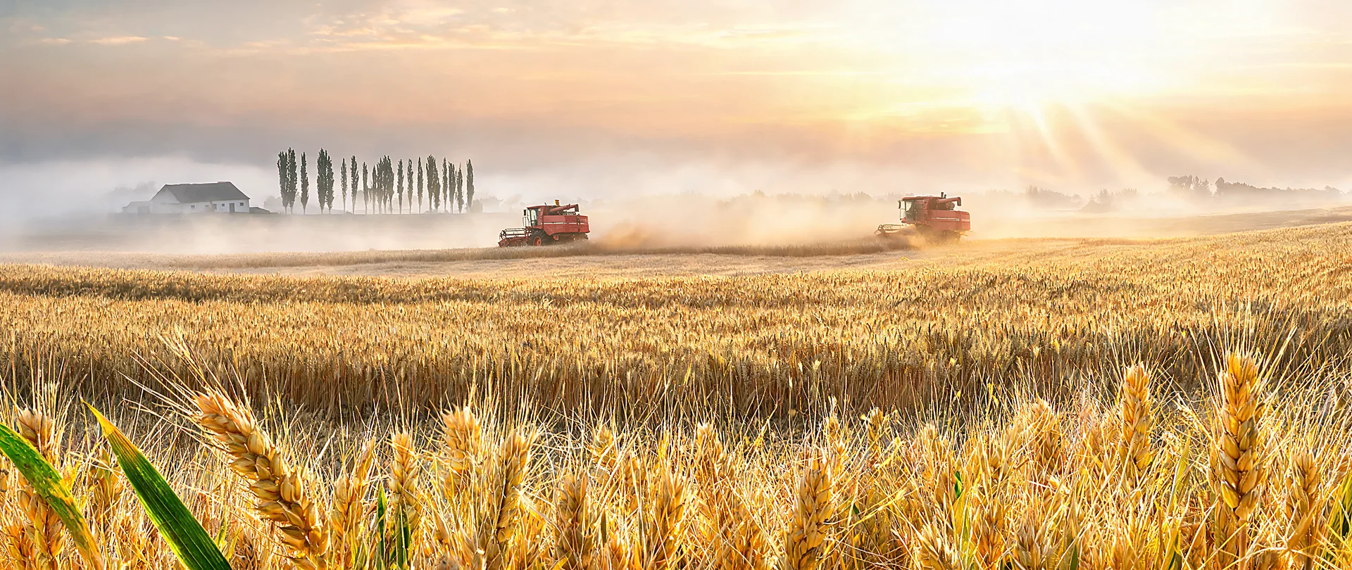 Golden Harvest Sunrise Panorama