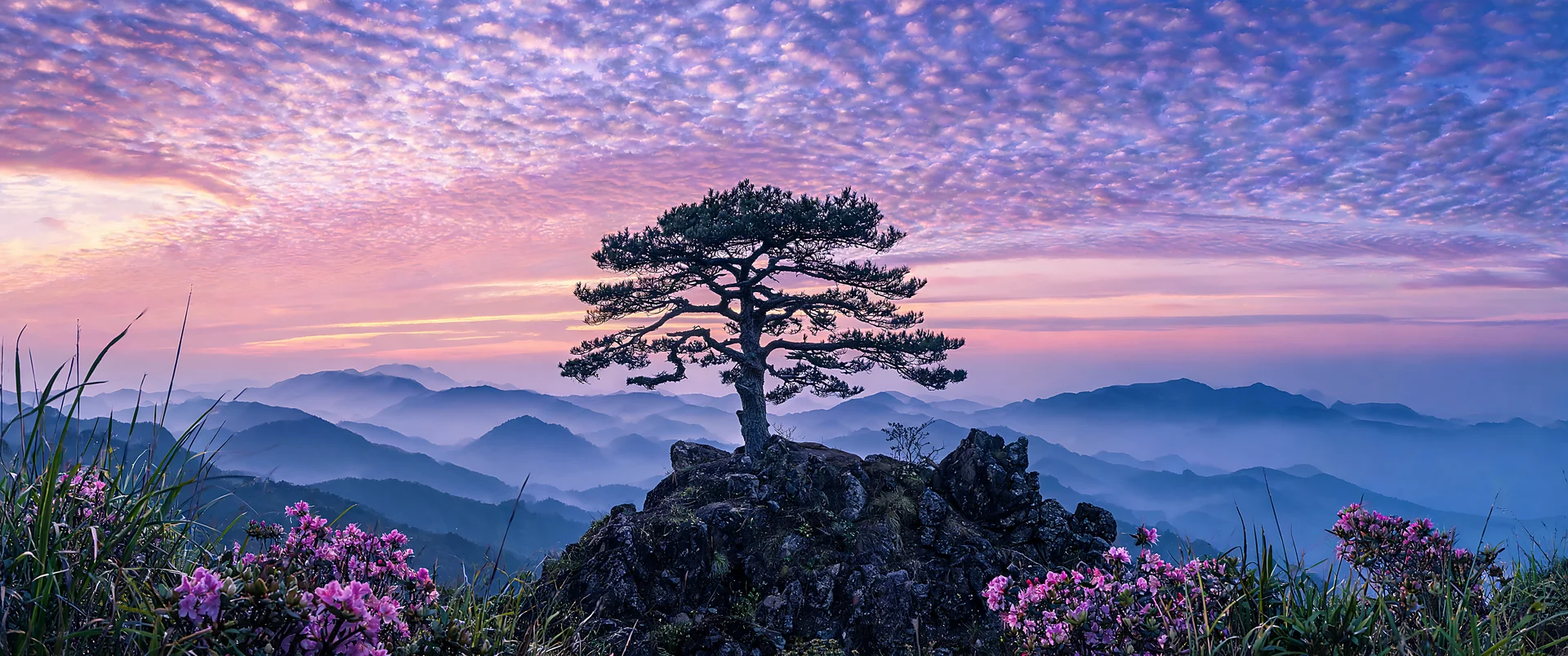 Lone Pine at Twilight over Misty Peaks