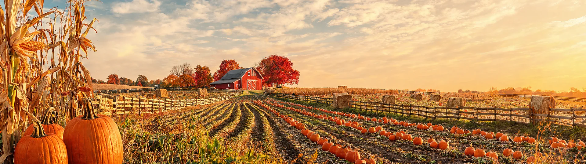 Harvest Warmth over Amber Fields
