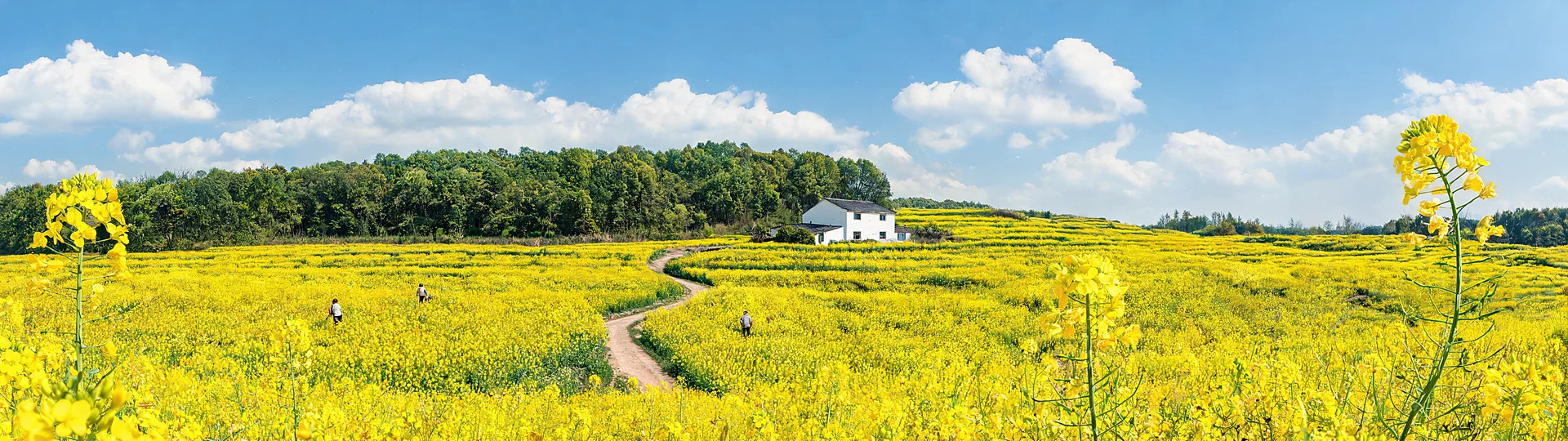 Blossoming Rapeseed Farm Under Azure Skies 43 inch Ultrawide Wallpaper