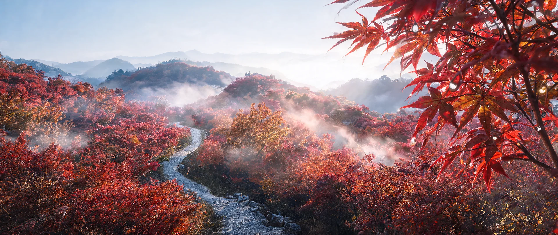 Crimson Maple Grove at Dawn