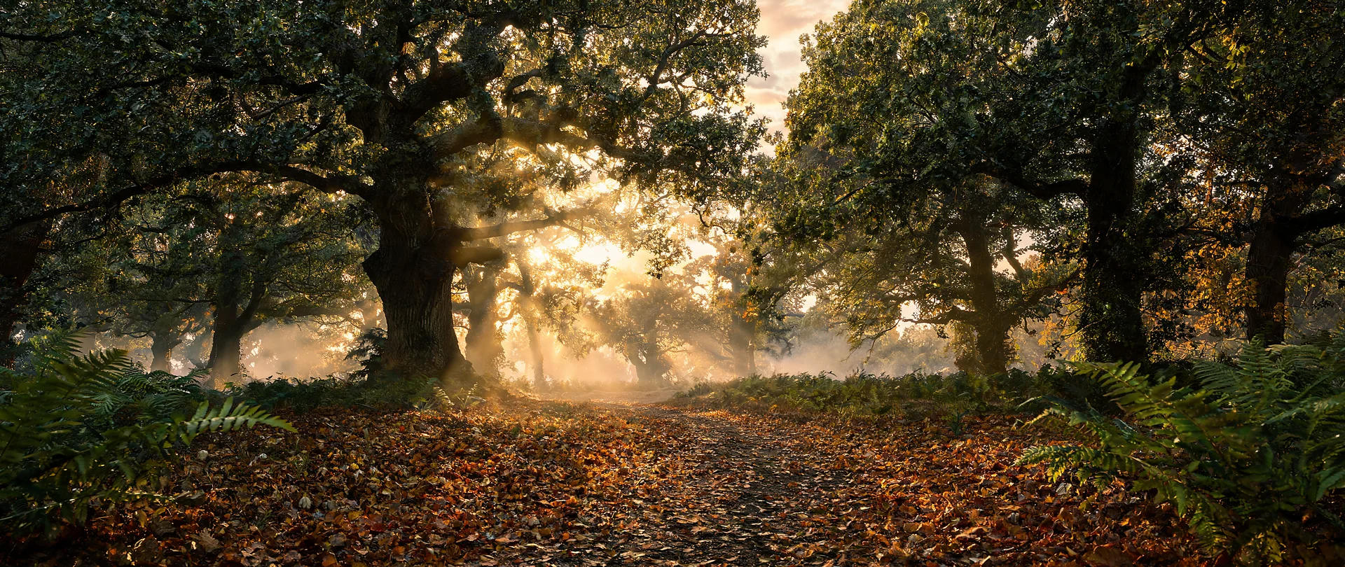 Golden Oak Forest at Dusk 40