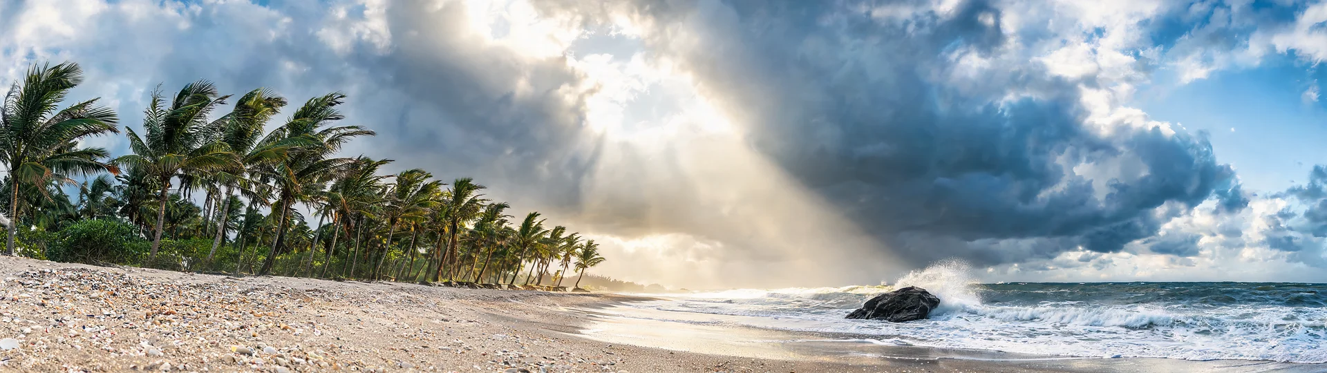 Coconut Palms in Turbulent Golden Light