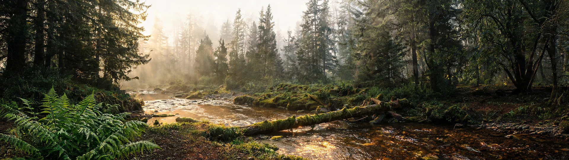 Morning Light on Forest Stream