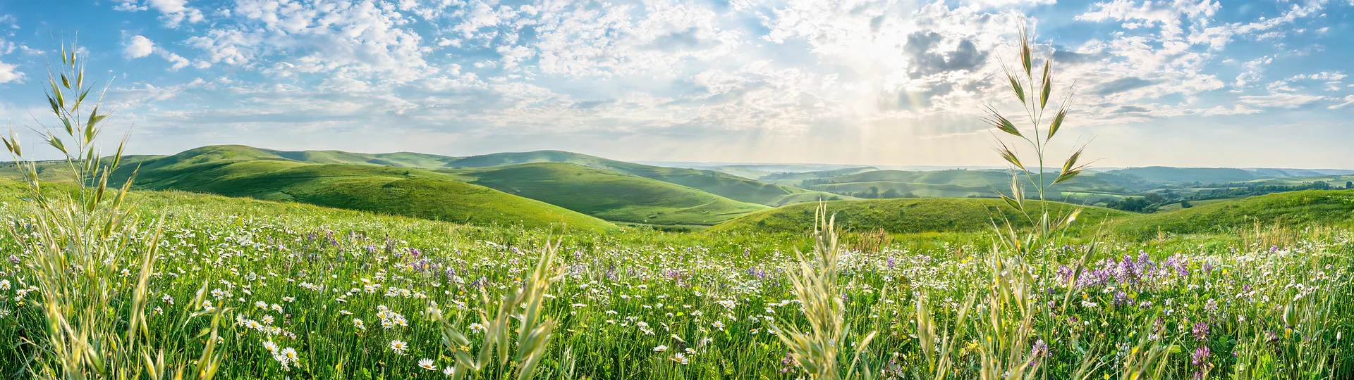 Golden Sunbeams Over Verdant Meadow