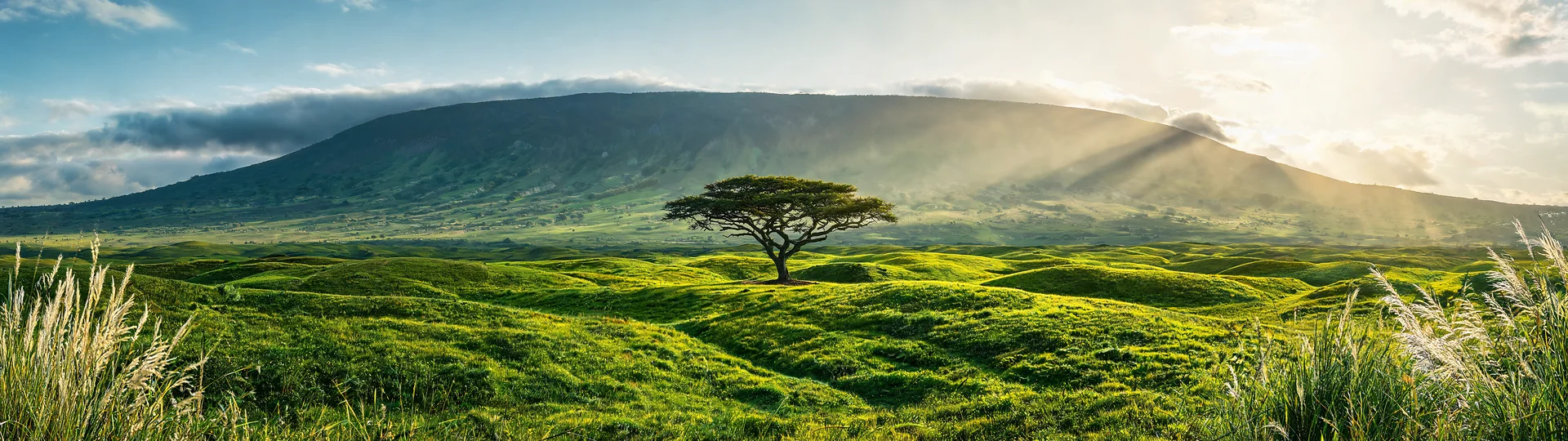 Acacia Canopy Under Volcanic Light 7680x2160 Super Ultrawide Wallpaper