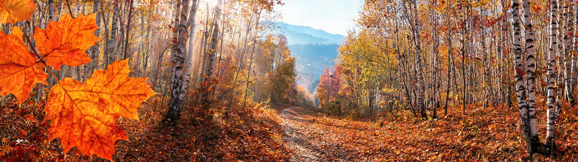 Sunbeam Pathway Through Autumn Woods 7680x2160 Wallpaper